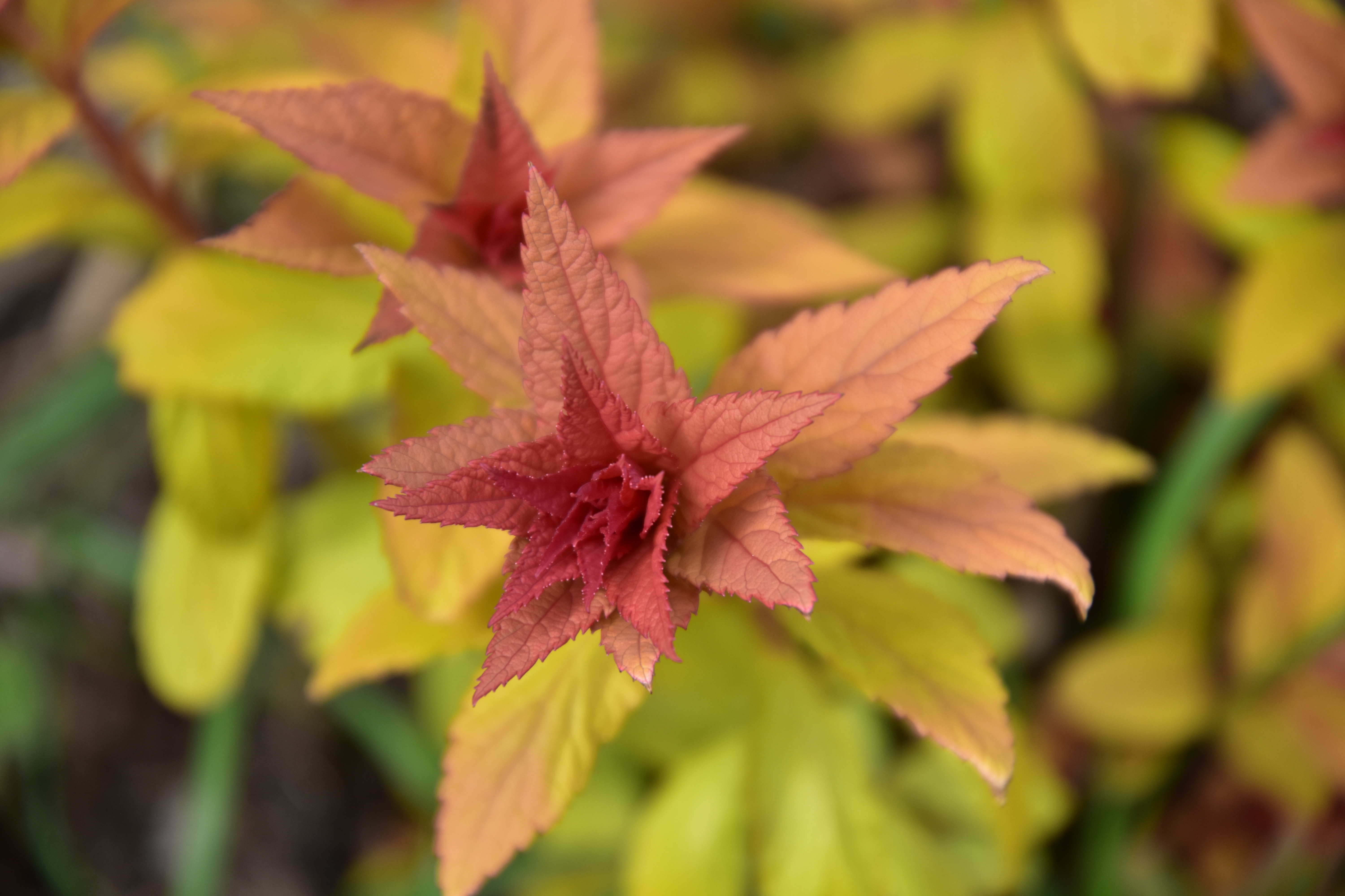 Arbustes en production à la pépinière